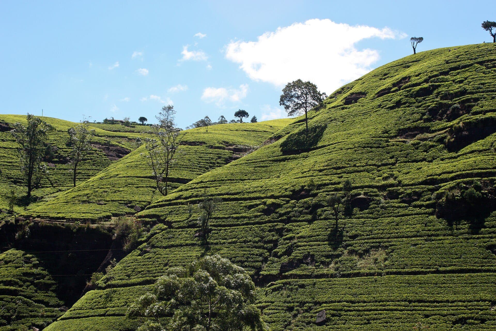 Tea plantations in the hill country