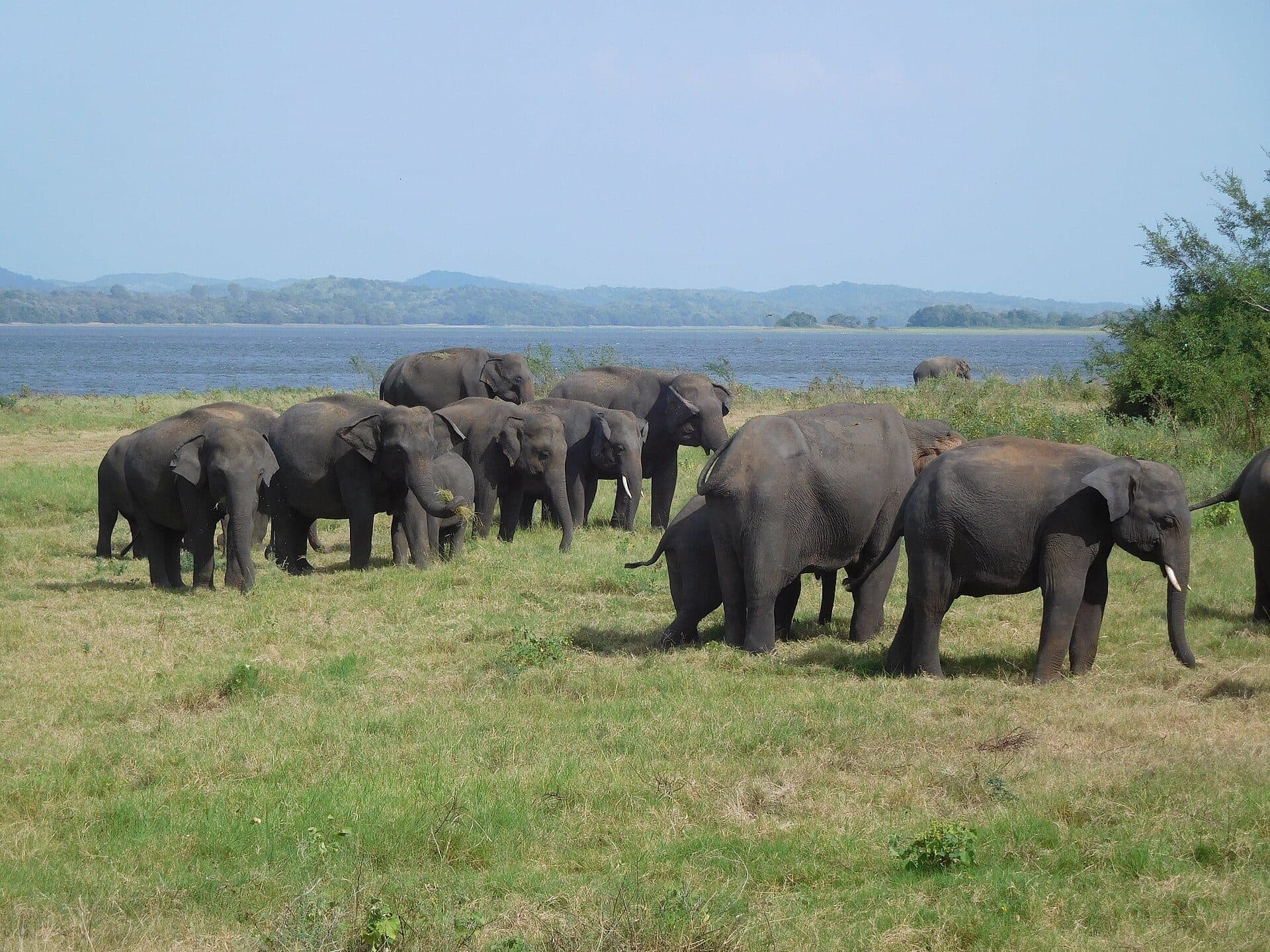 Wild elephants in a national park