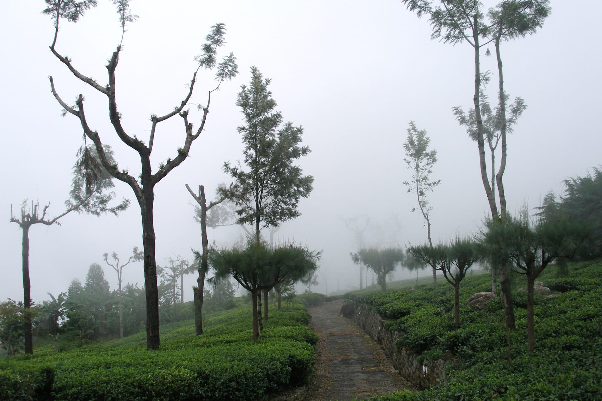 A footpath through tea plantations in Sri Lanka’s hill country