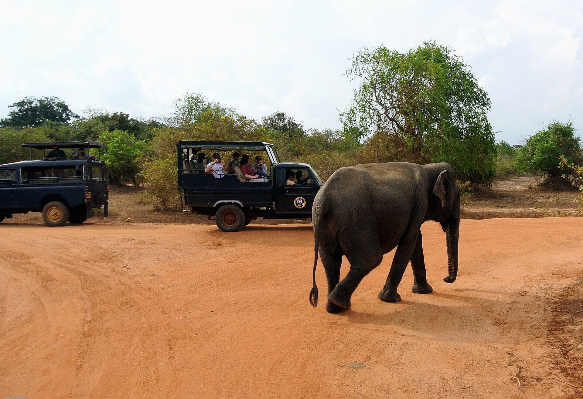 A safari jeep in a Sri Lankan national park