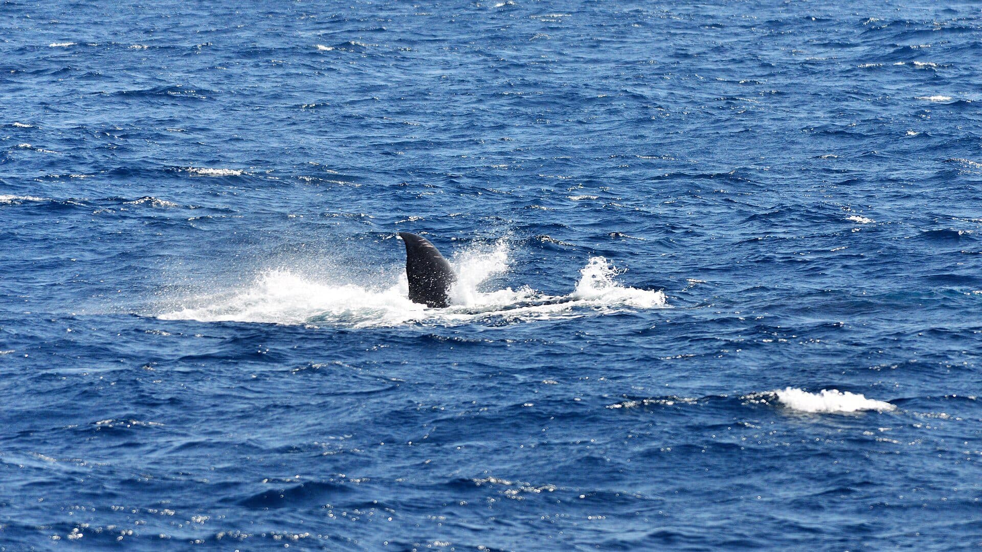 A whale off Mirissa